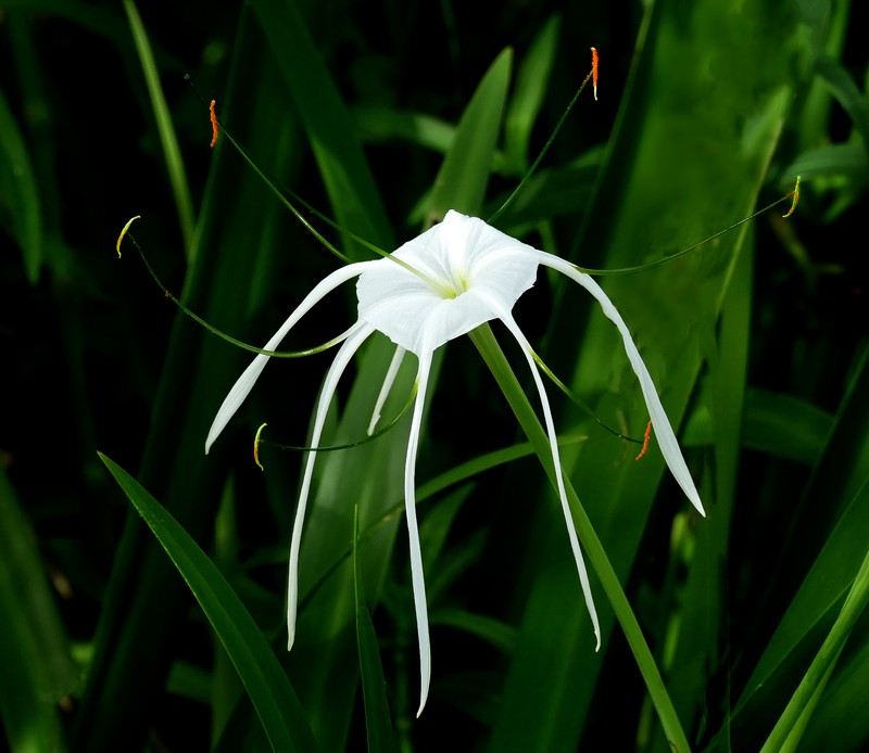 Spring Spiderlily
