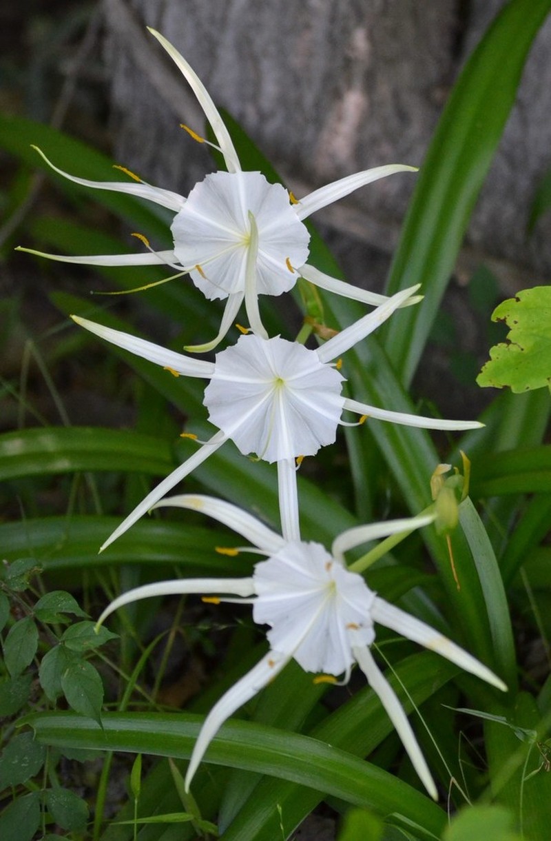 Spring Spiderlily