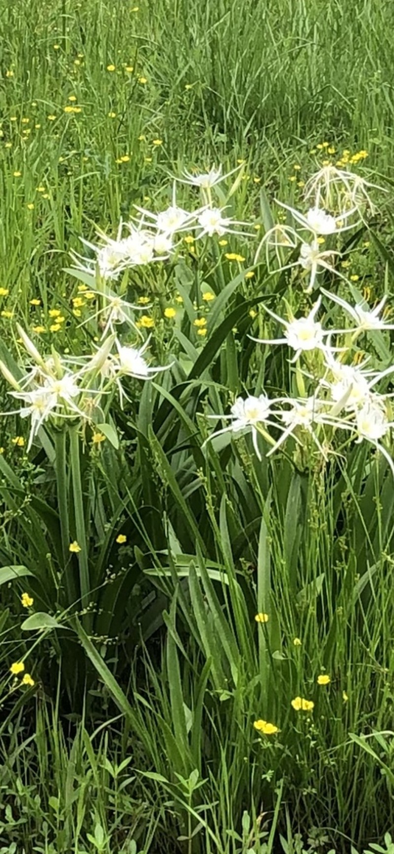 Spring Spiderlily photo 2
