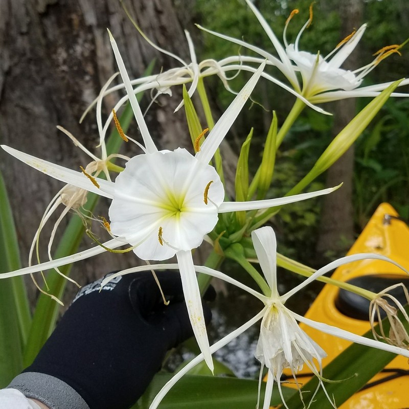 Spring Spiderlily photo 3