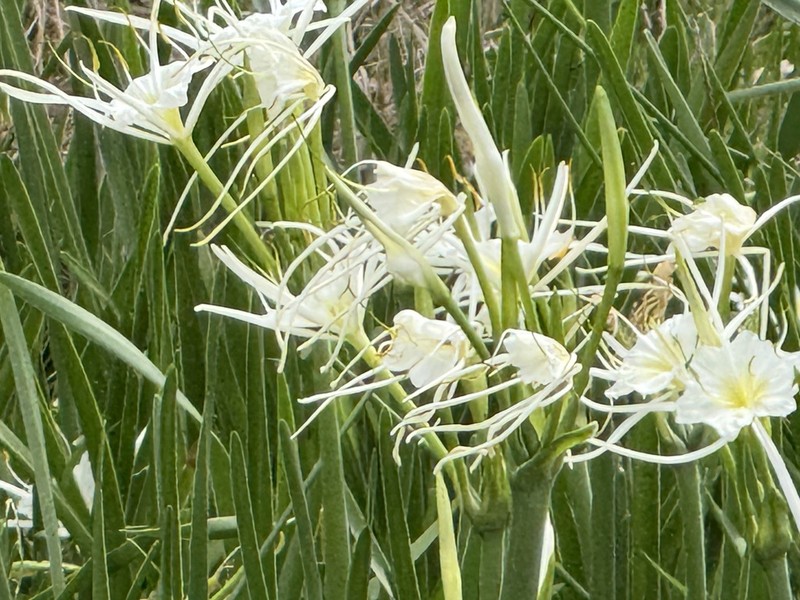 Spring Spiderlily photo 4