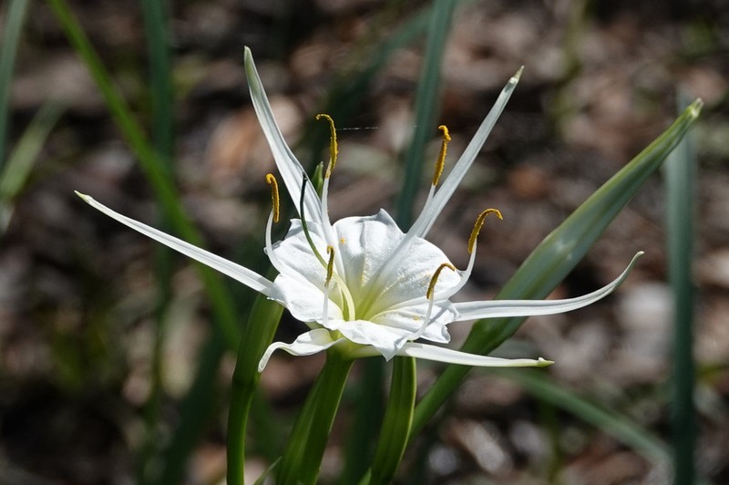 Spring Spiderlily photo 5