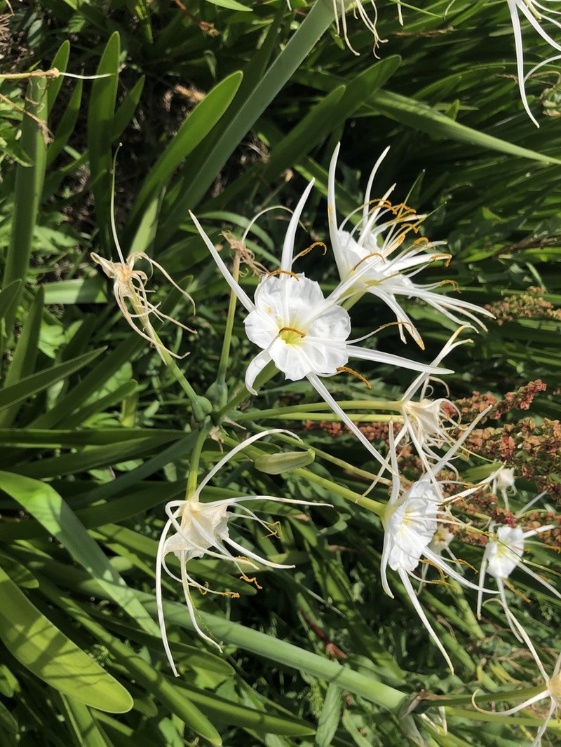 Spring Spiderlily photo 6