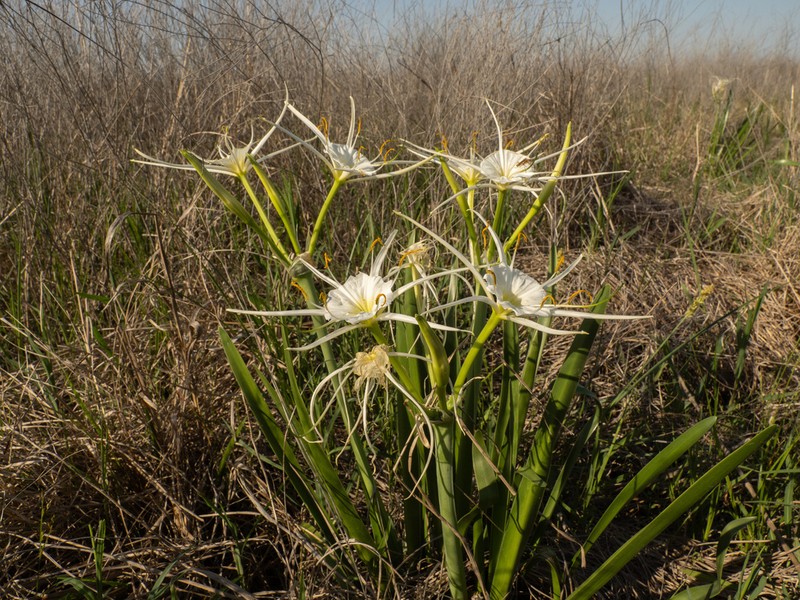 Spring Spiderlily photo 7