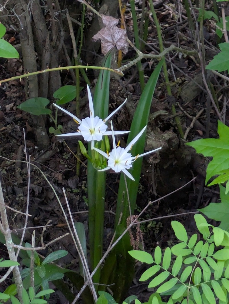 Spring Spiderlily photo 8