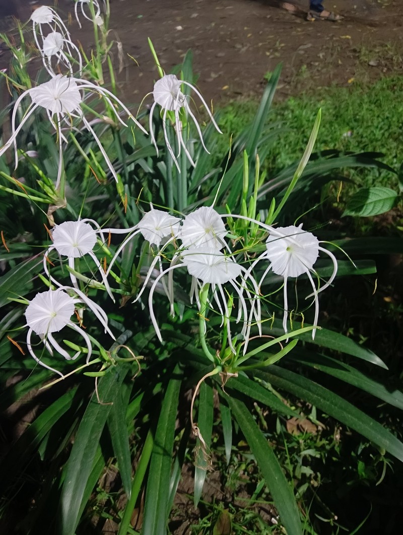 Beach Spiderlily photo 5