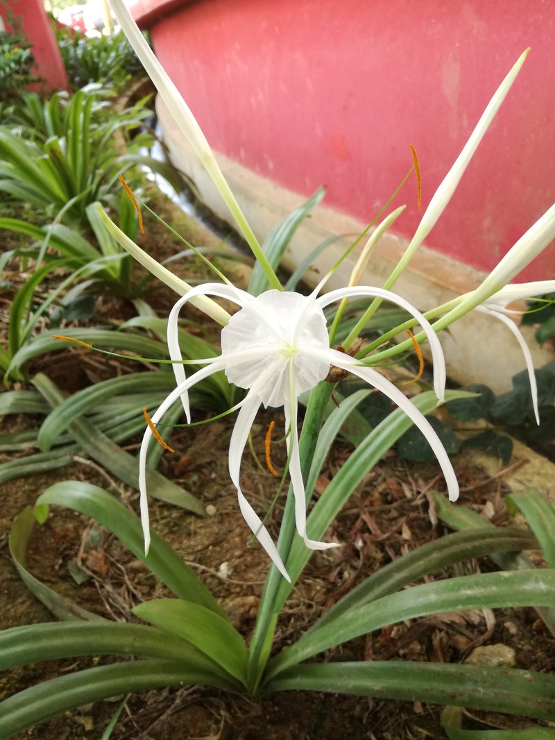 Beach Spiderlily photo 6