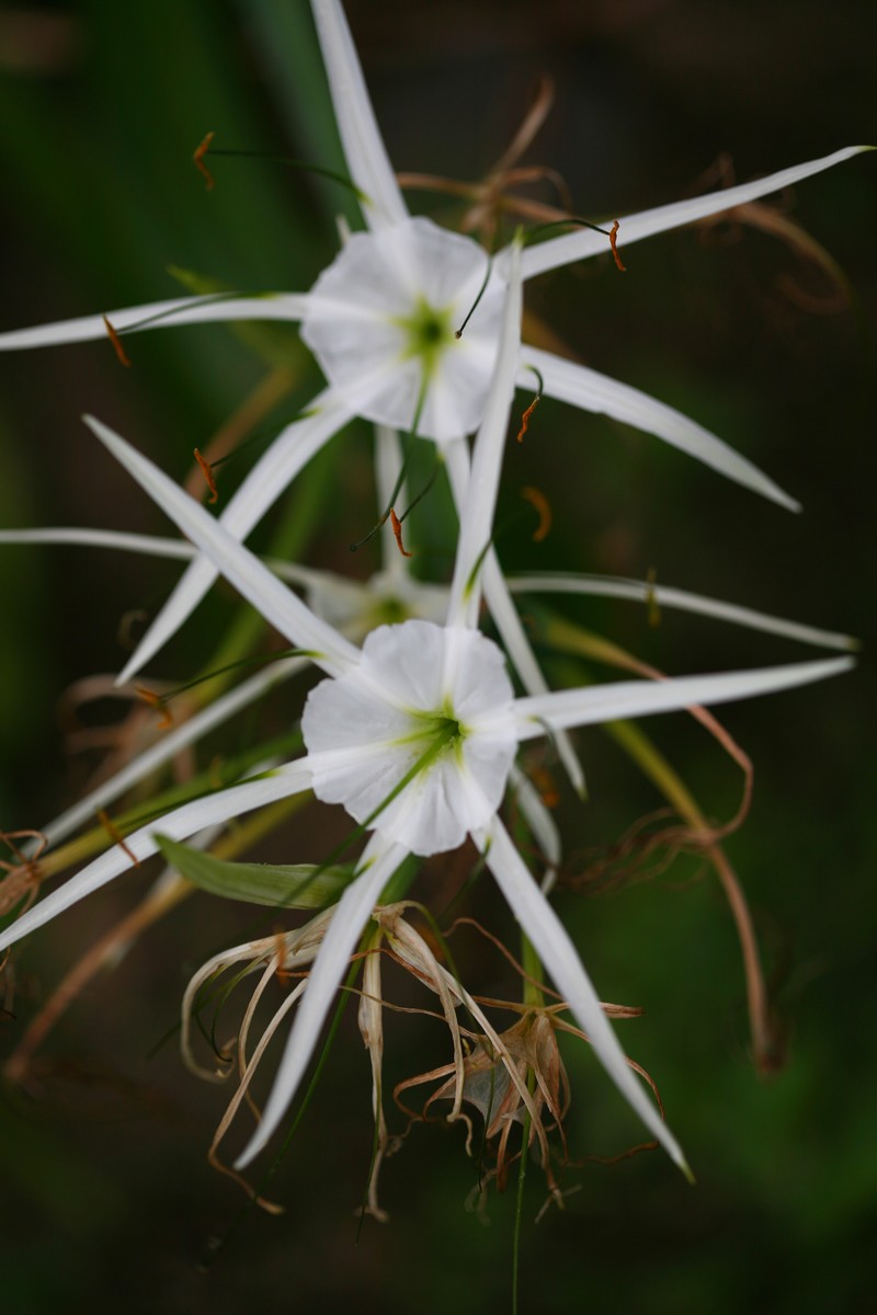 Beach Spiderlily photo 2