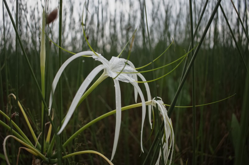 Beach Spiderlily photo 3