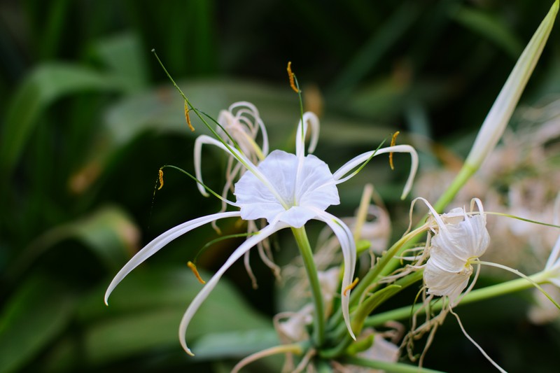 Beach Spiderlily photo 4