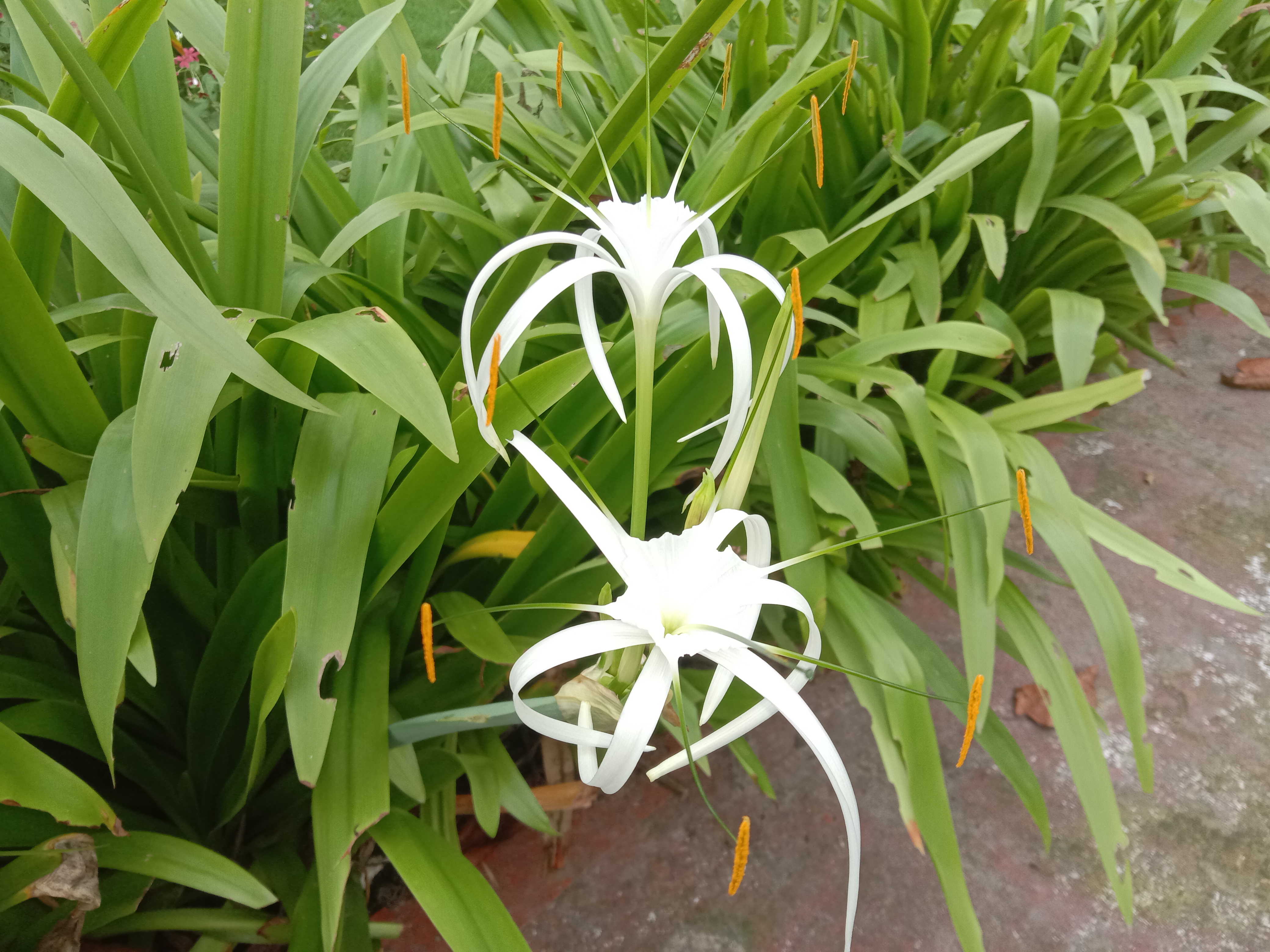 Beach Spiderlily
