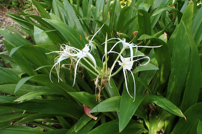 Beach Spiderlily photo 7