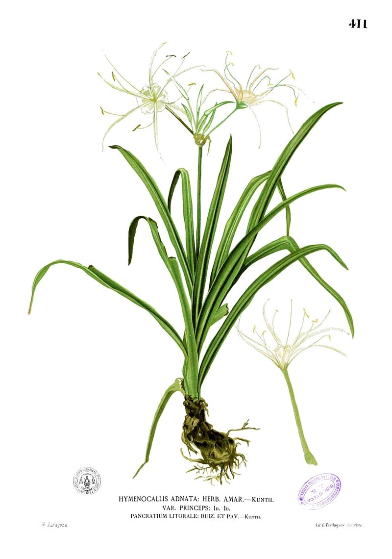Beach Spiderlily photo 8