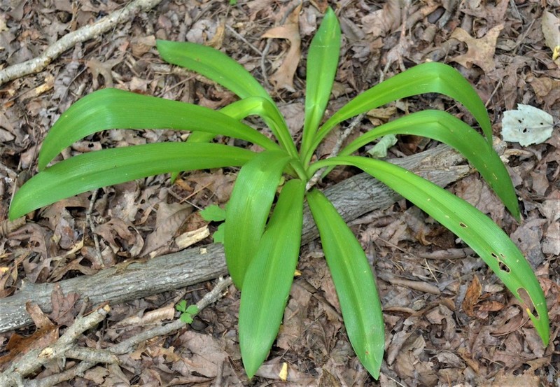 Northern Spiderlily