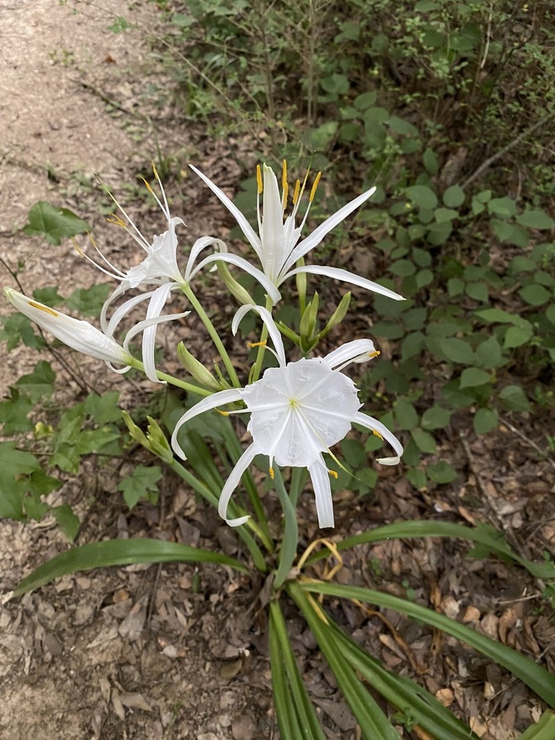 Northern Spiderlily photo 3