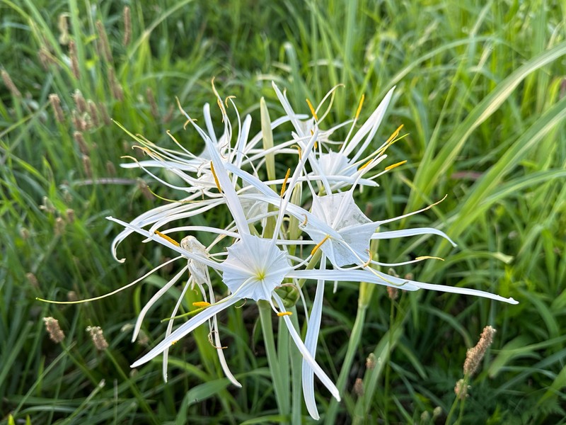 Northern Spiderlily photo 4