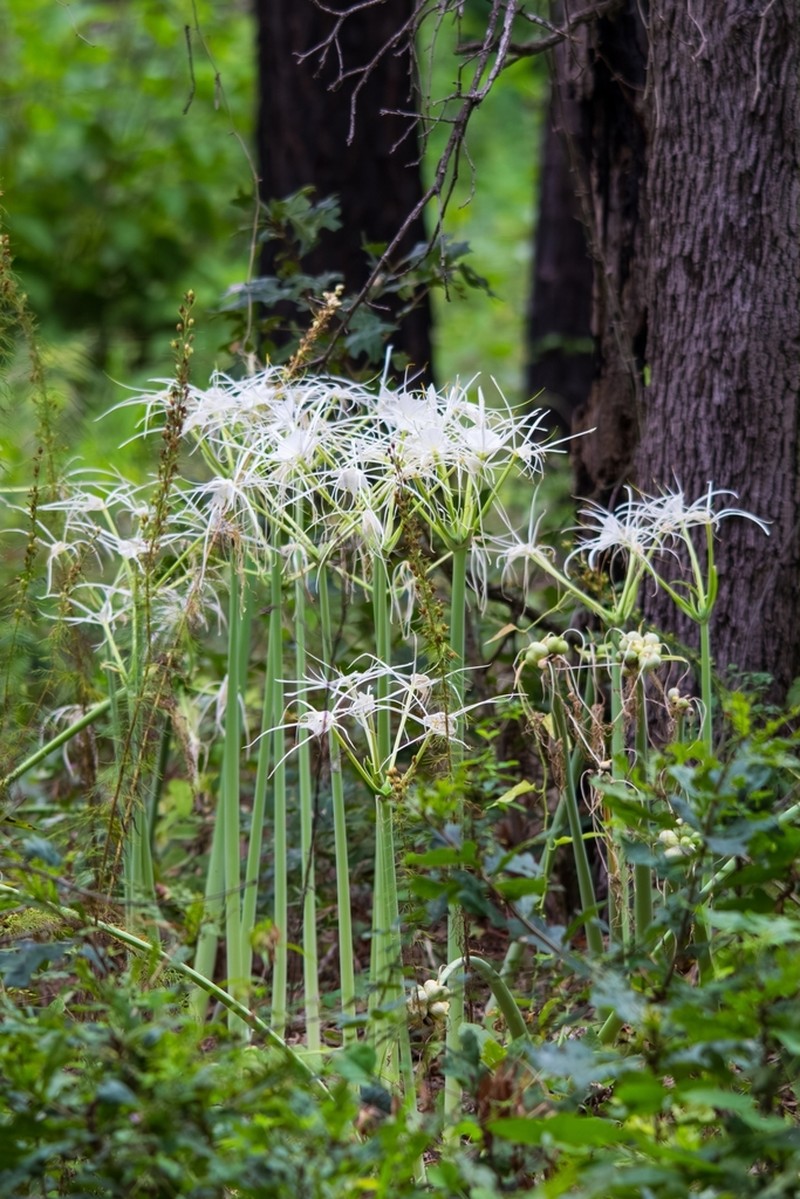 Northern Spiderlily photo 6
