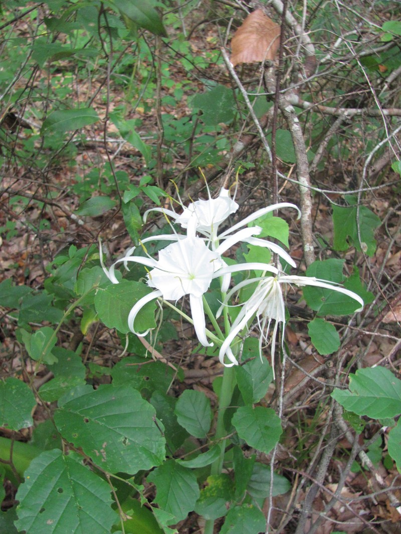 Northern Spiderlily photo 7