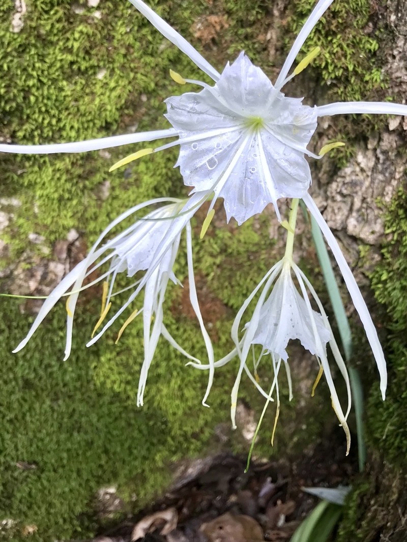 Northern Spiderlily photo 8