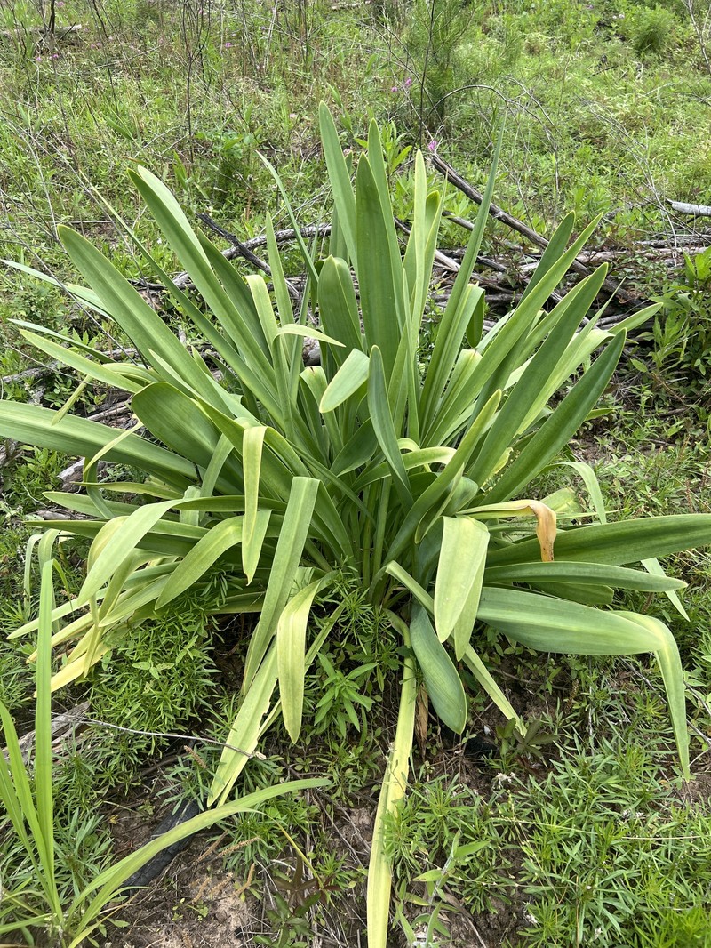 Hymenocallis occidentalis var. eulae