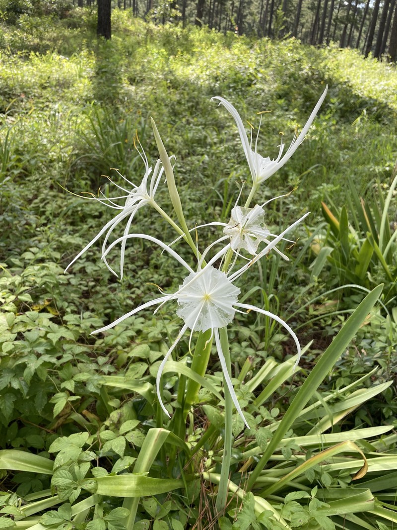 Hymenocallis occidentalis var. eulae photo 2