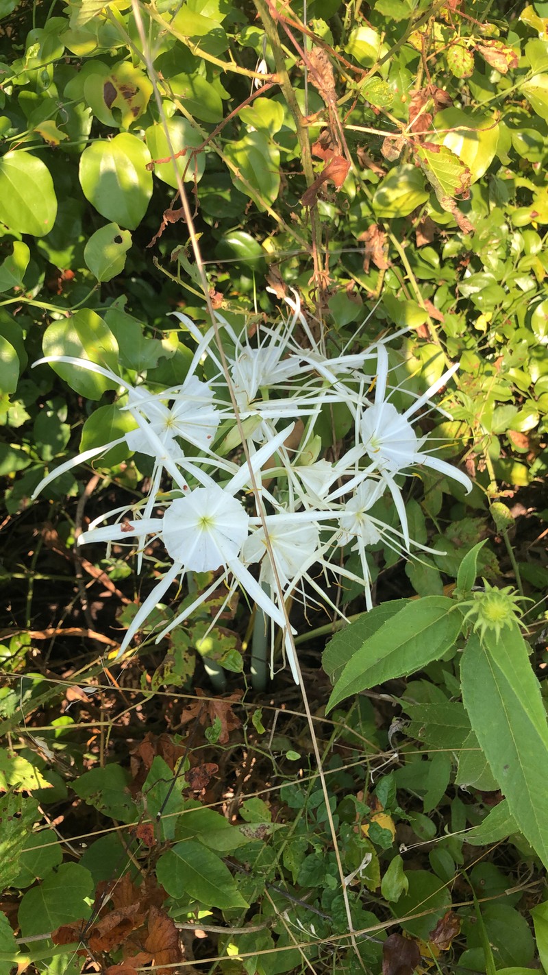 Hymenocallis occidentalis var. eulae photo 3