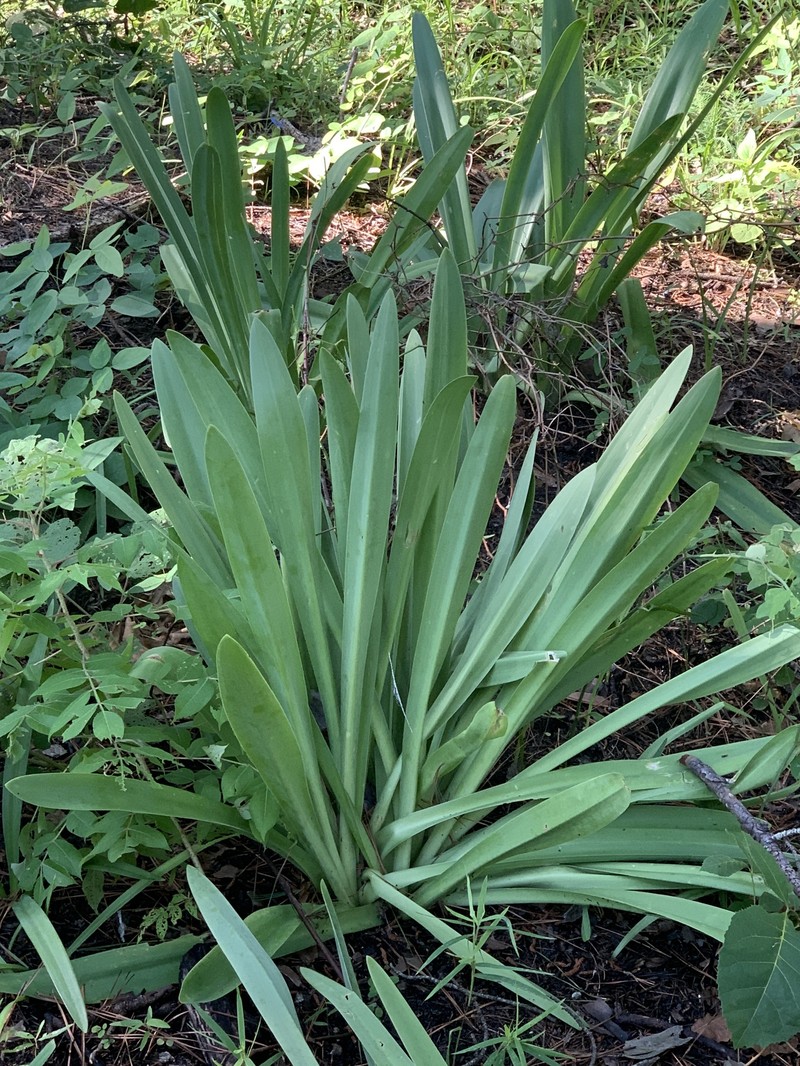 Hymenocallis occidentalis var. eulae photo 4
