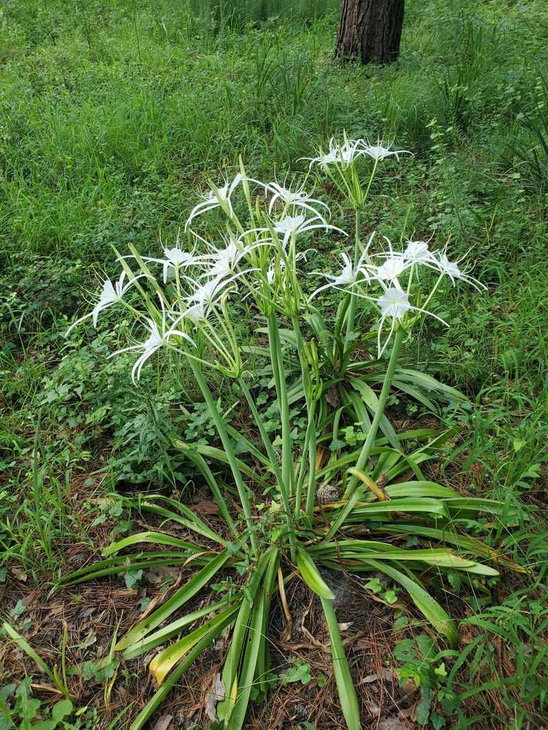 Hymenocallis occidentalis var. eulae photo 5