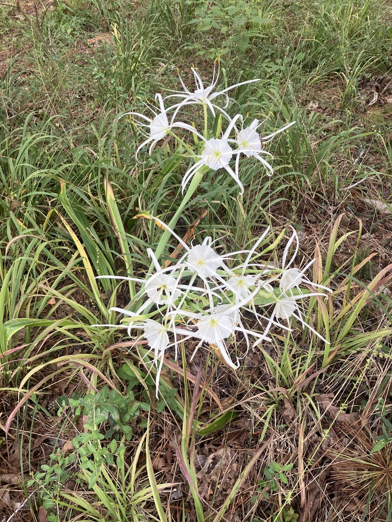 Hymenocallis occidentalis var. eulae photo 6
