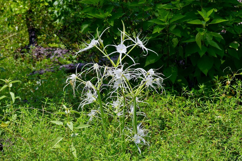 Hymenocallis occidentalis var. eulae photo 7