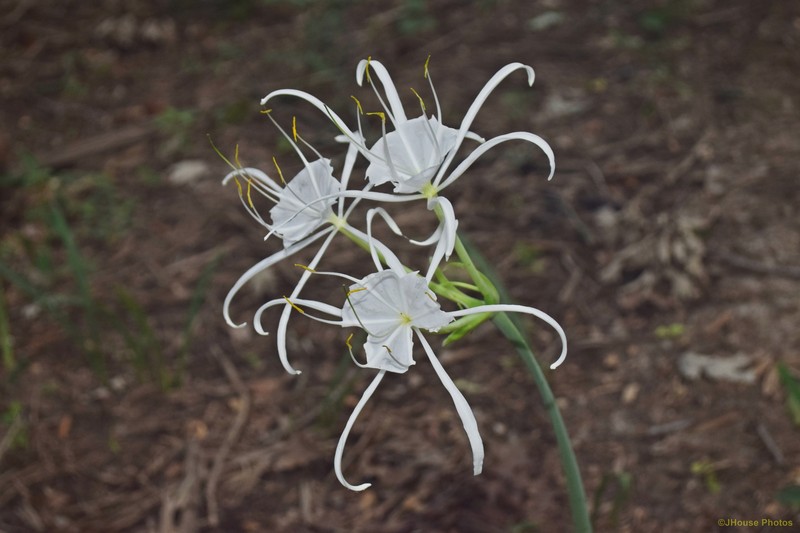 Hymenocallis occidentalis var. eulae photo 8