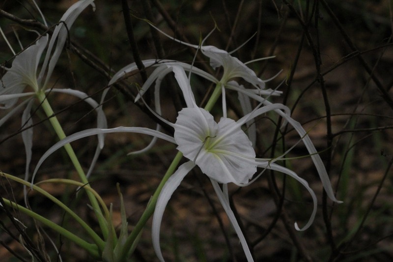 Hymenocallis occidentalis var. occidentalis