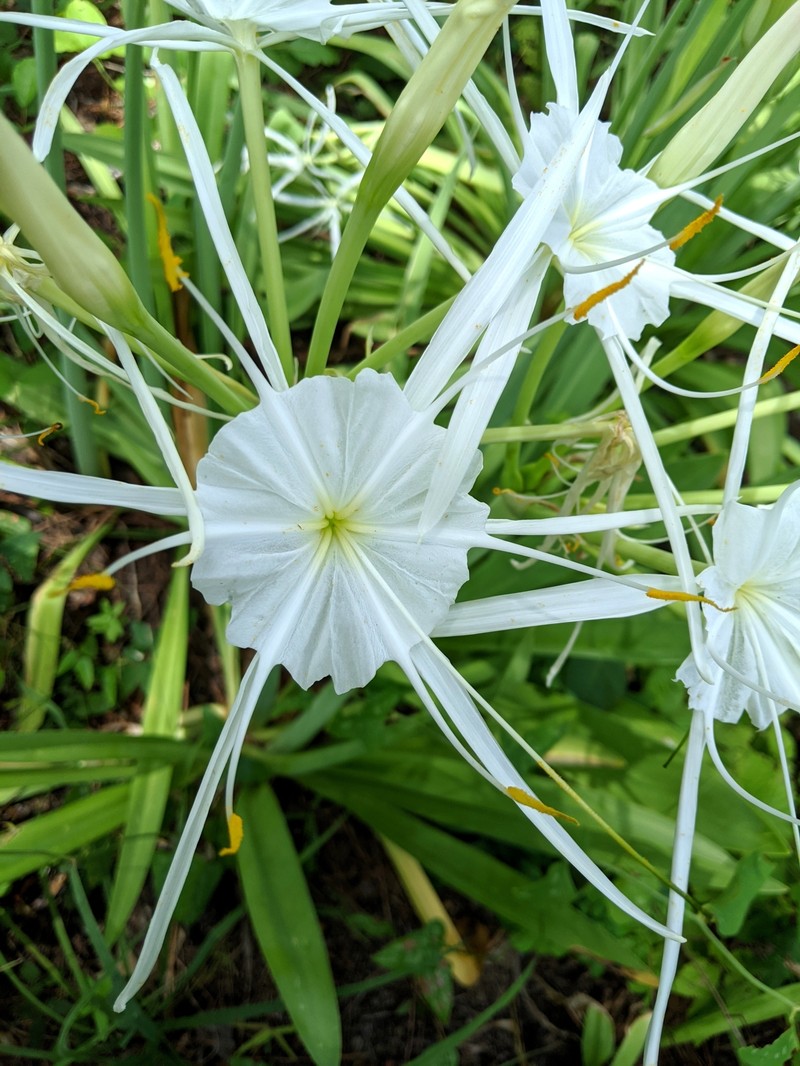 Hymenocallis occidentalis var. occidentalis photo 2