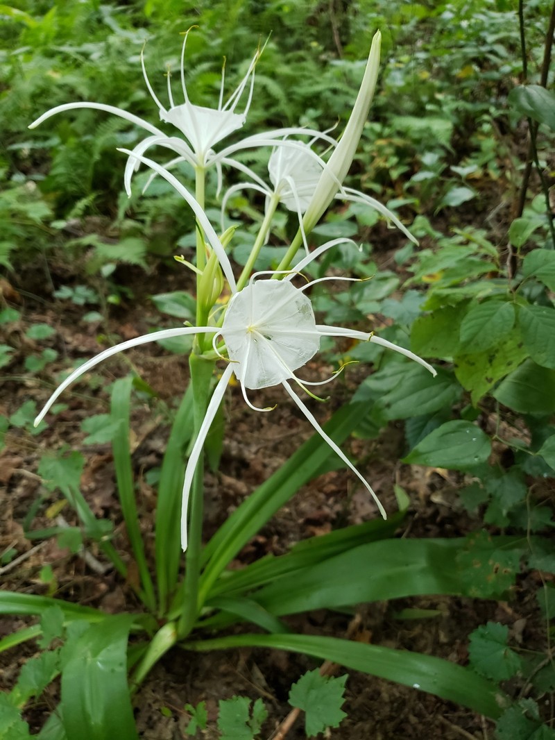 Hymenocallis occidentalis var. occidentalis photo 3
