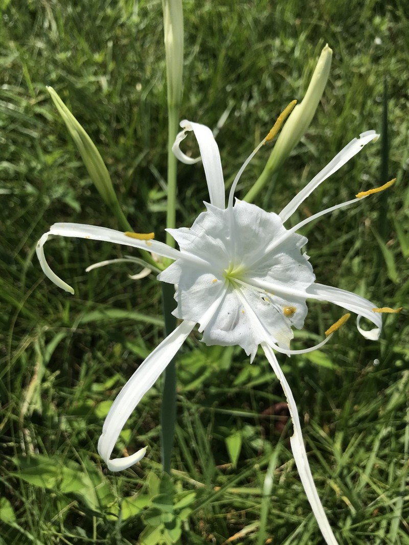 Hymenocallis occidentalis var. occidentalis photo 4