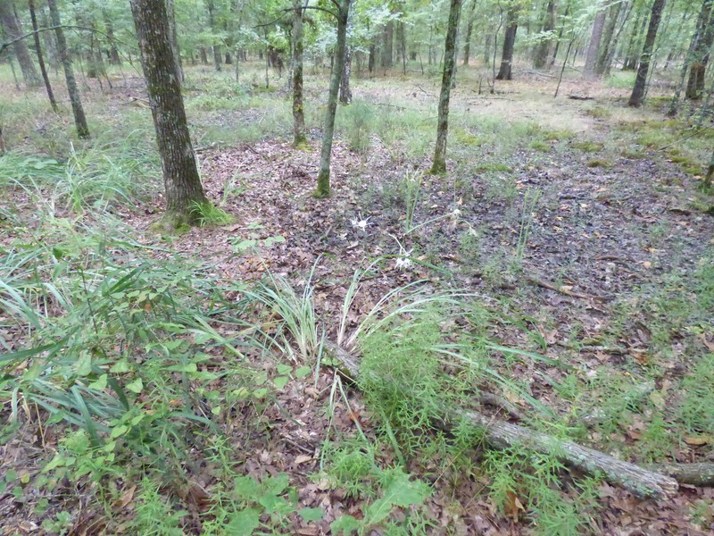 Hymenocallis occidentalis var. occidentalis photo 5