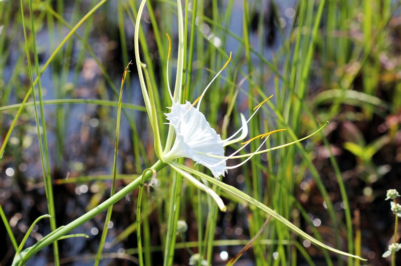 Alligatorlily photo 2
