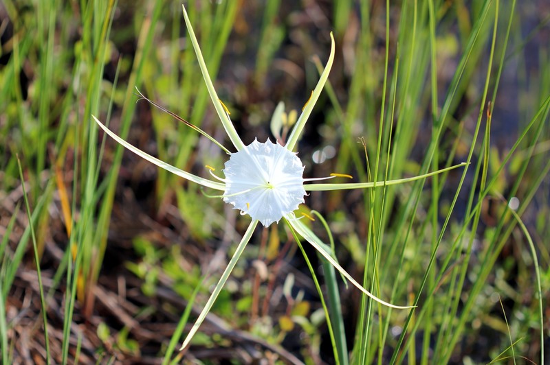 Alligatorlily photo 3