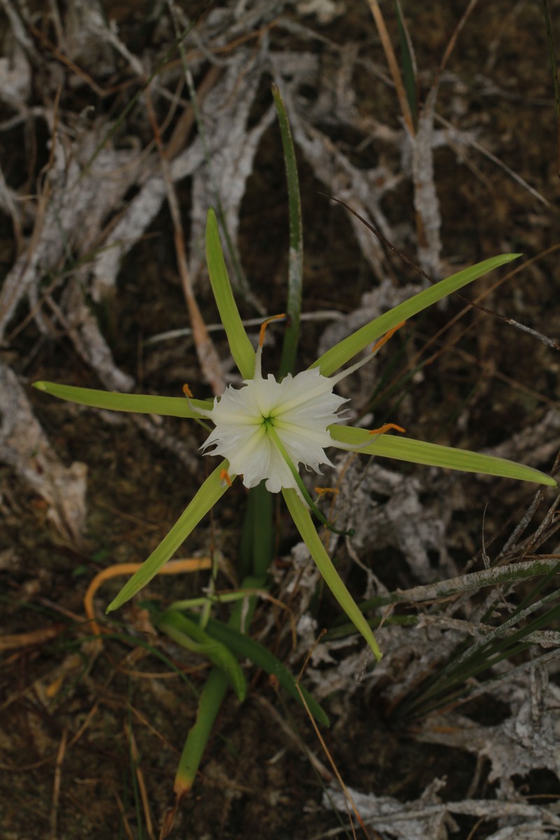 Alligatorlily photo 4