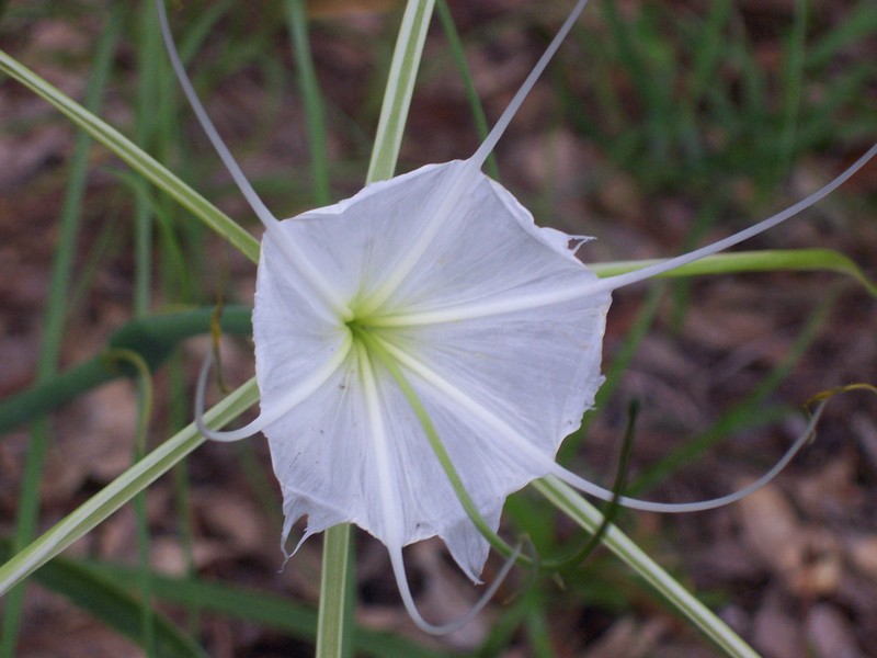 Alligatorlily photo 5