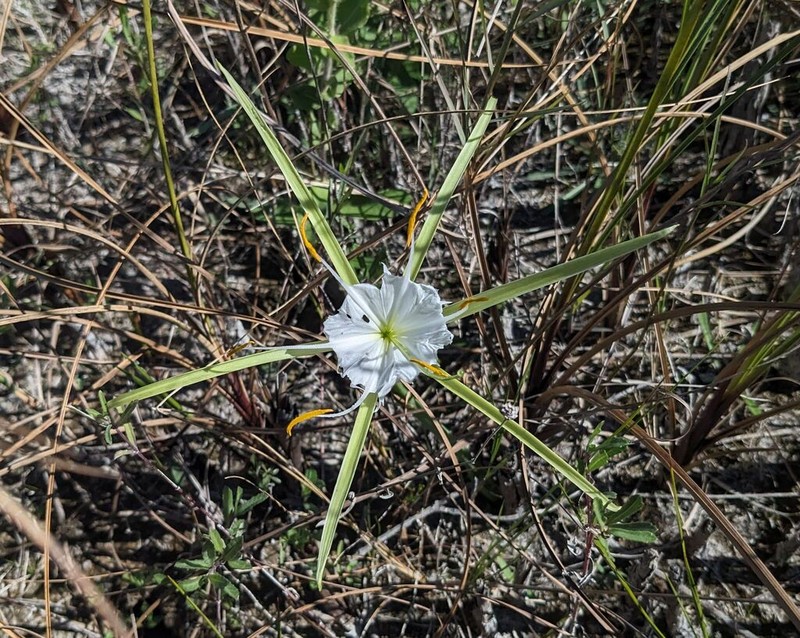 Alligatorlily