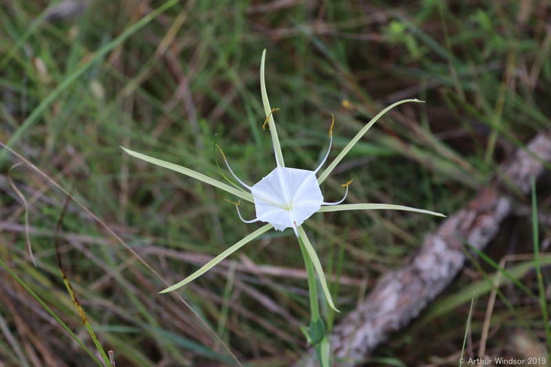 Alligatorlily photo 2