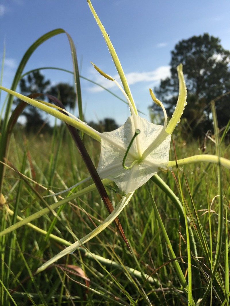 Alligatorlily photo 3