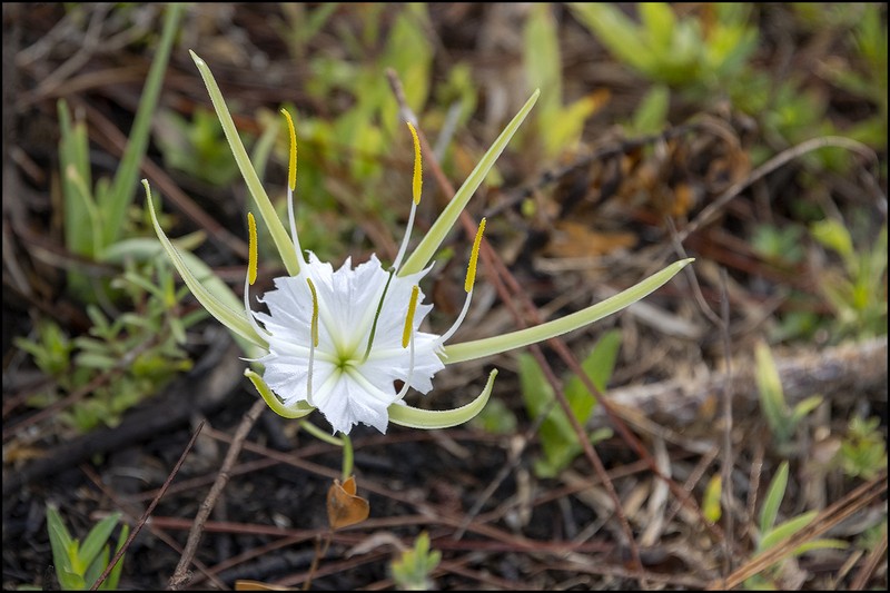 Alligatorlily photo 4