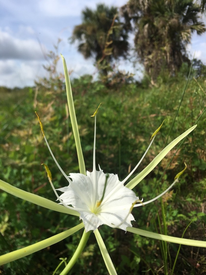 Alligatorlily photo 5