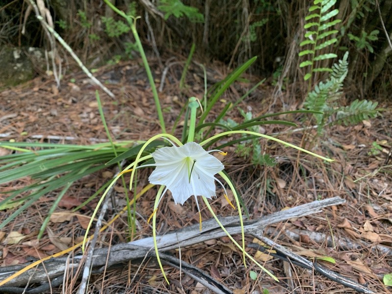 Alligatorlily photo 6