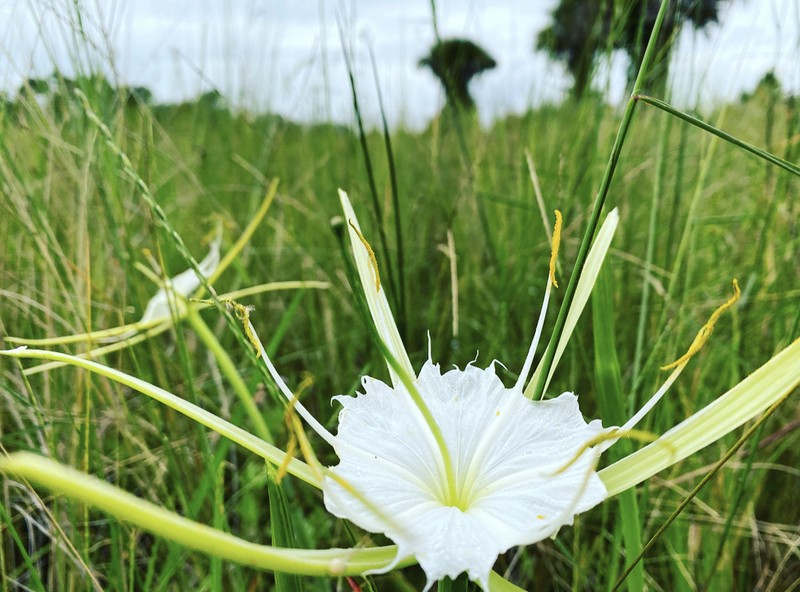Alligatorlily photo 7