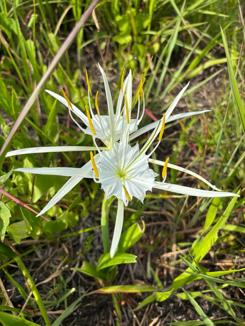 Alligatorlily photo 8