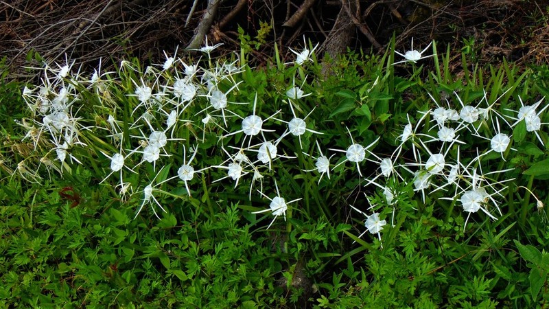 Dwarf Spiderlily