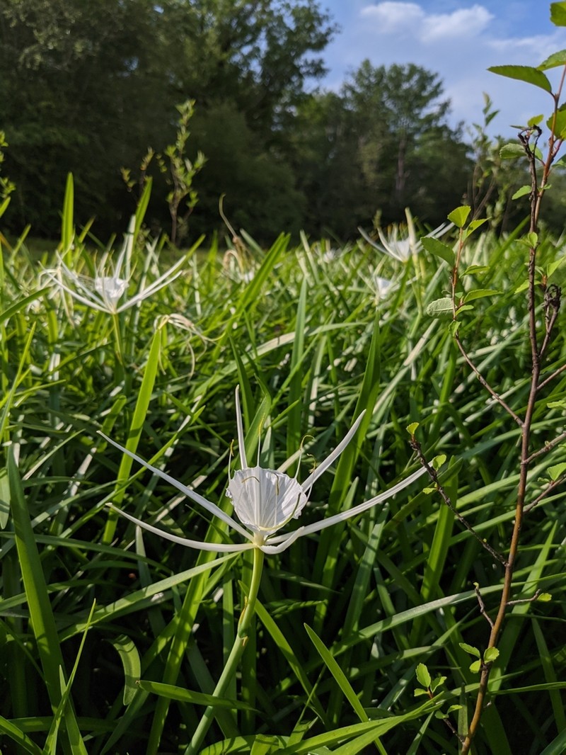 Dwarf Spiderlily photo 3